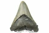 Serrated, Fossil Megalodon Tooth - North Carolina #165433-2